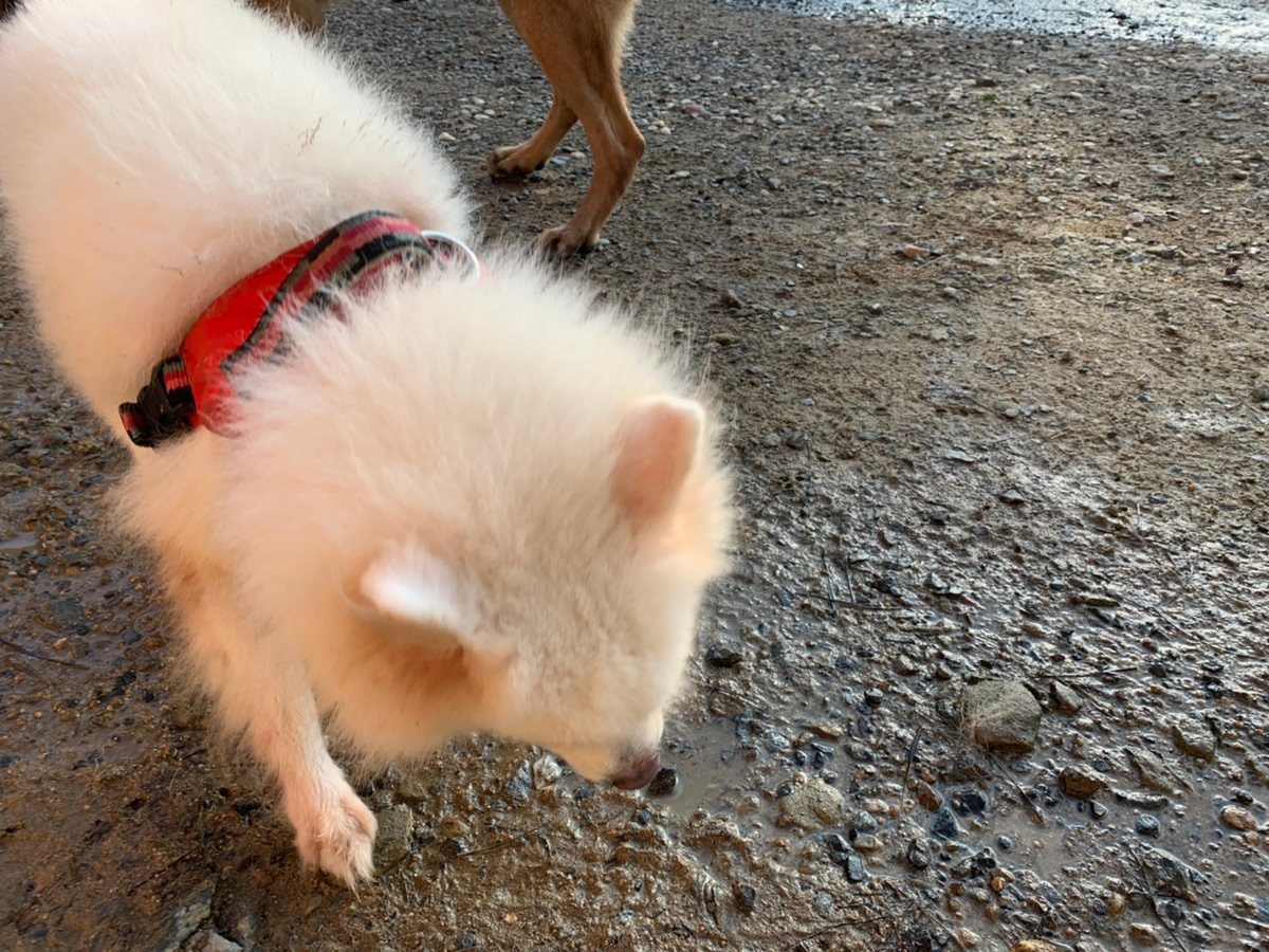 f:id:roukenhome-ann:20191027053119j:plain