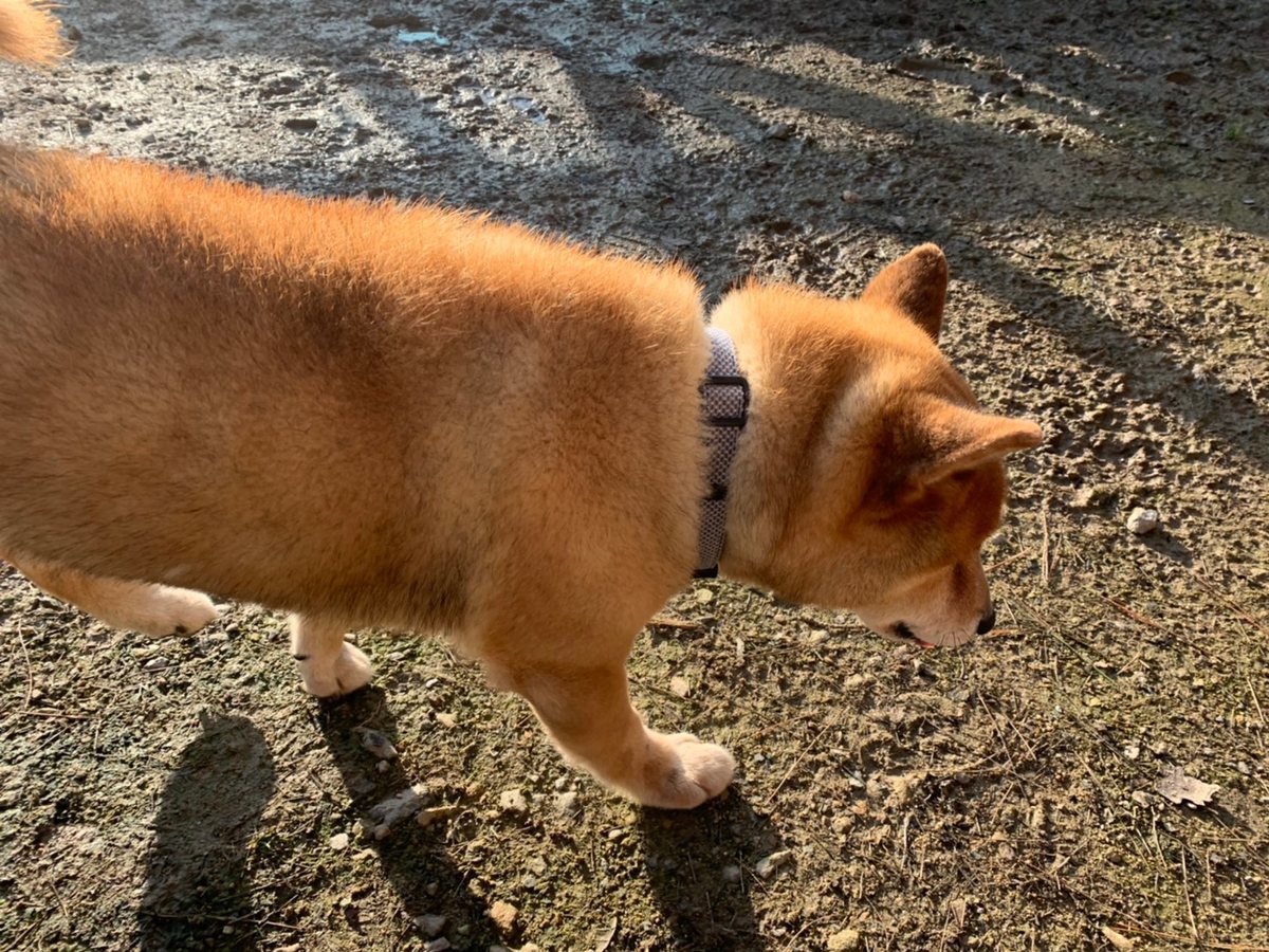 f:id:roukenhome-ann:20191027062437j:plain