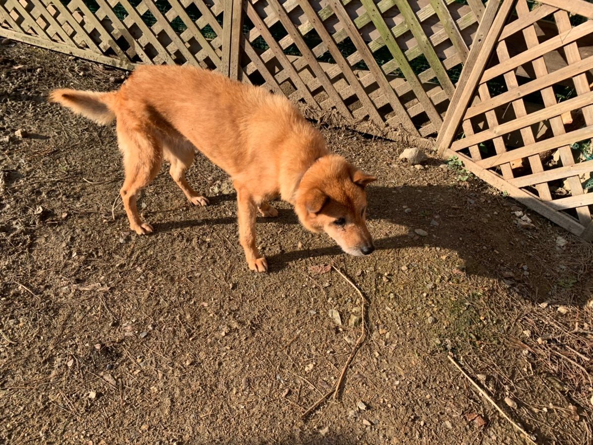 f:id:roukenhome-ann:20191027062510j:plain
