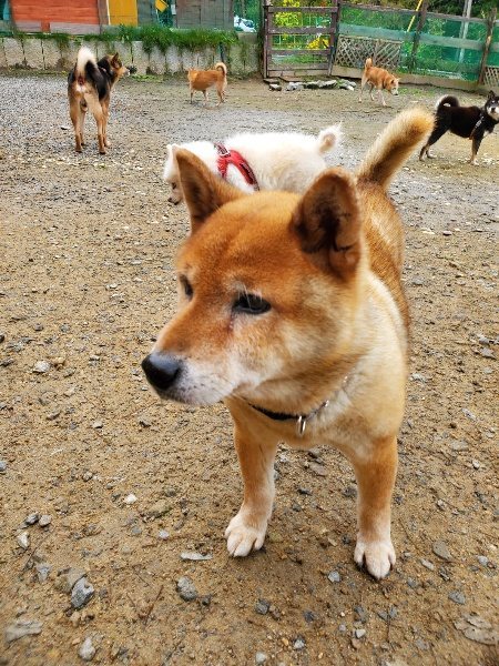 f:id:roukenhome-ann:20191027142615j:plain