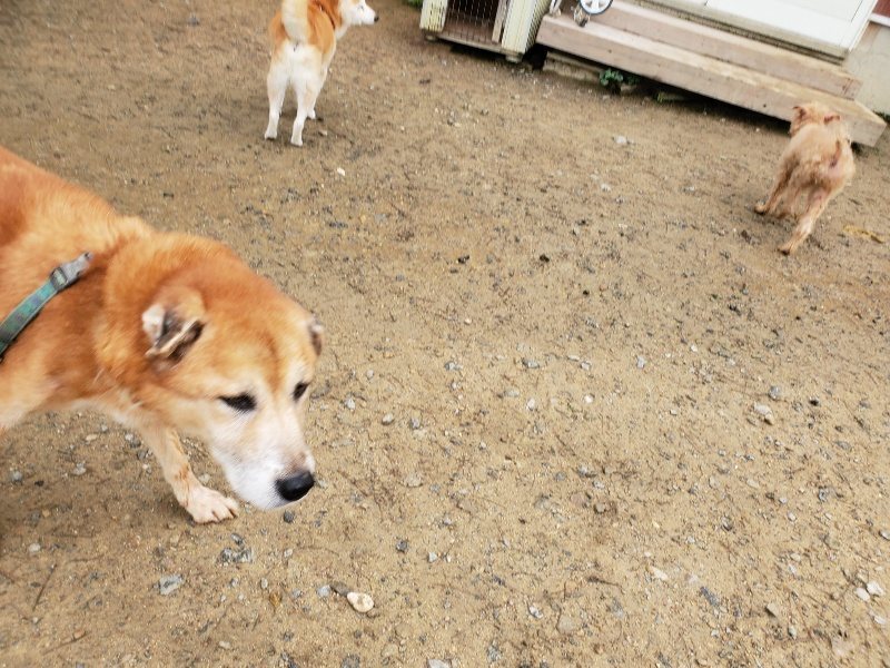 f:id:roukenhome-ann:20191027142705j:plain