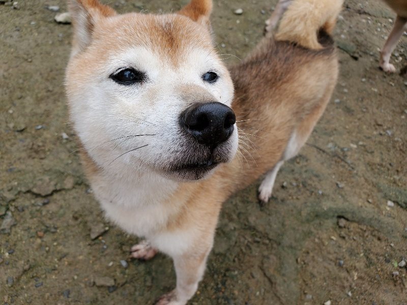 f:id:roukenhome-ann:20191027153042j:plain