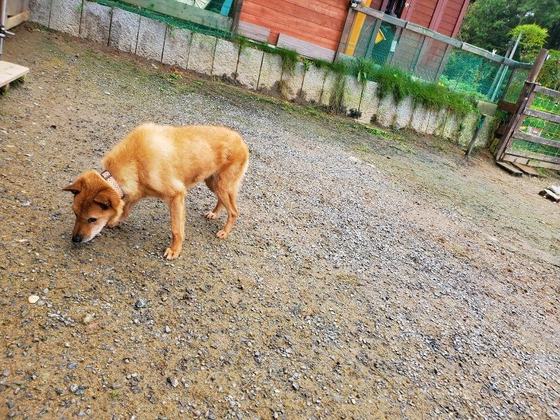 f:id:roukenhome-ann:20191027181324j:plain