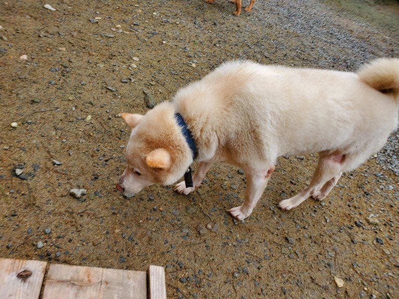 f:id:roukenhome-ann:20191027181410j:plain