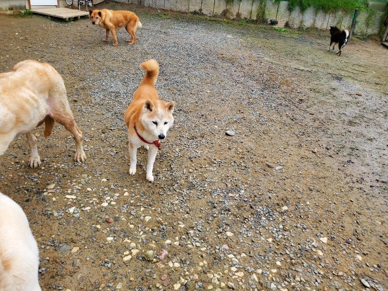 f:id:roukenhome-ann:20191027182036j:plain