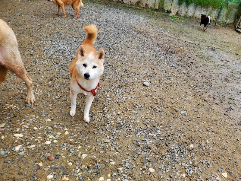 f:id:roukenhome-ann:20191027182102j:plain