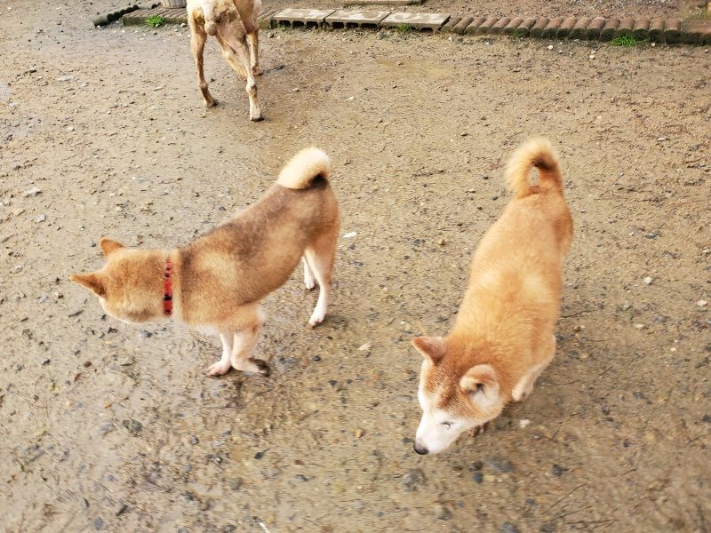 f:id:roukenhome-ann:20191029185141j:plain f:id:roukenhome-ann:20191029185141j:plain