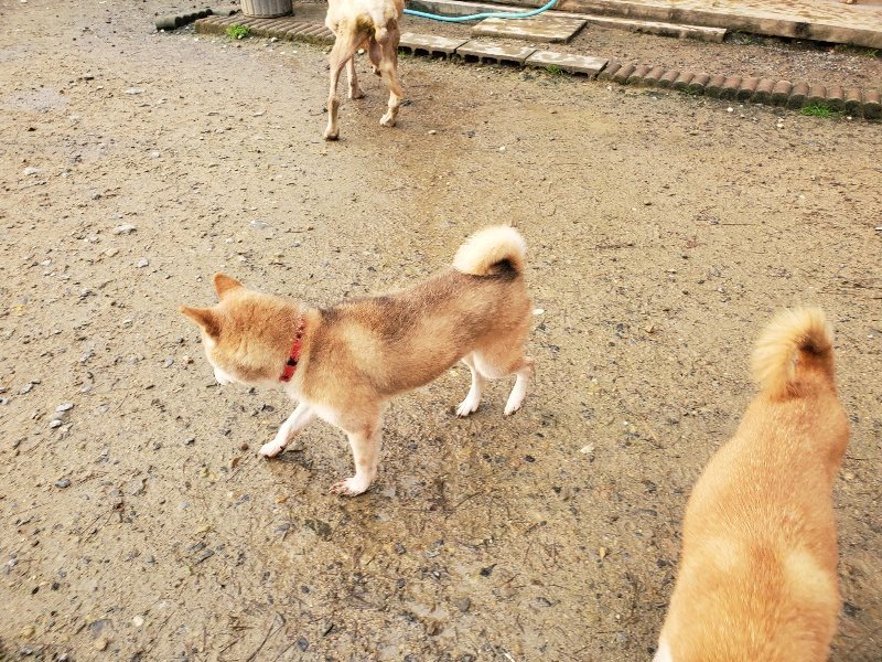 f:id:roukenhome-ann:20191029185150j:plain f:id:roukenhome-ann:20191029185150j:plain