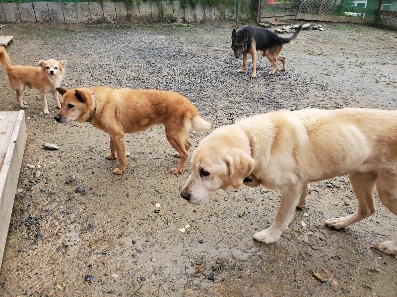 f:id:roukenhome-ann:20191029185833j:plain f:id:roukenhome-ann:20191029185833j:plain