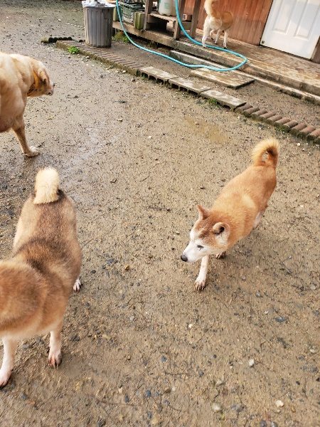 f:id:roukenhome-ann:20191029185910j:plain f:id:roukenhome-ann:20191029185910j:plain