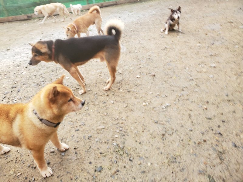 f:id:roukenhome-ann:20191029190156j:plain f:id:roukenhome-ann:20191029190156j:plain