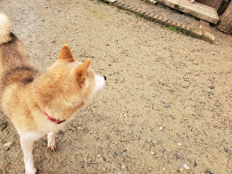 f:id:roukenhome-ann:20191029190235j:plain f:id:roukenhome-ann:20191029190235j:plain