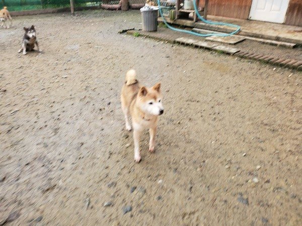 f:id:roukenhome-ann:20191029190257j:plain f:id:roukenhome-ann:20191029190257j:plain
