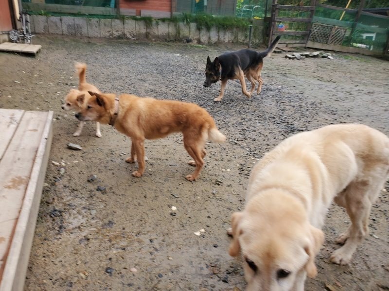 f:id:roukenhome-ann:20191029190402j:plain f:id:roukenhome-ann:20191029190402j:plain