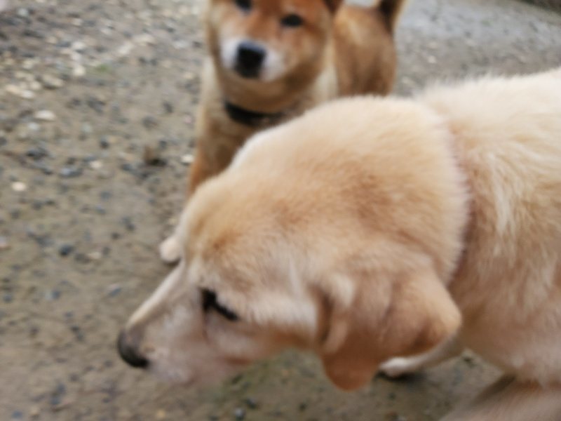 f:id:roukenhome-ann:20191029190925j:plain f:id:roukenhome-ann:20191029190925j:plain