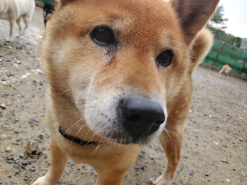 f:id:roukenhome-ann:20191029191002j:plain f:id:roukenhome-ann:20191029191002j:plain