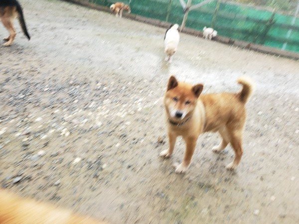 f:id:roukenhome-ann:20191029191009j:plain f:id:roukenhome-ann:20191029191009j:plain