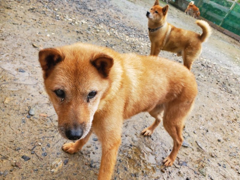 f:id:roukenhome-ann:20191029191249j:plain f:id:roukenhome-ann:20191029191249j:plain