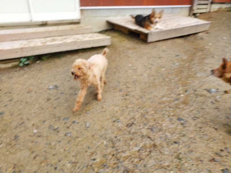 f:id:roukenhome-ann:20191029191324j:plain f:id:roukenhome-ann:20191029191324j:plain