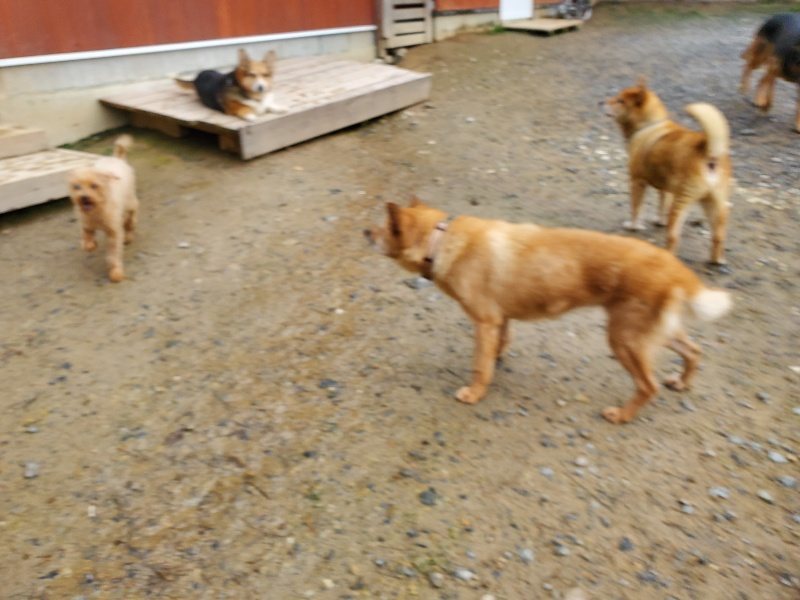 f:id:roukenhome-ann:20191029191407j:plain f:id:roukenhome-ann:20191029191407j:plain