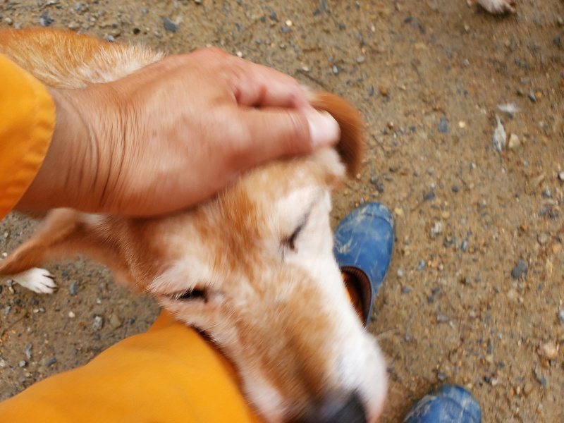 f:id:roukenhome-ann:20191029192304j:plain f:id:roukenhome-ann:20191029192304j:plain
