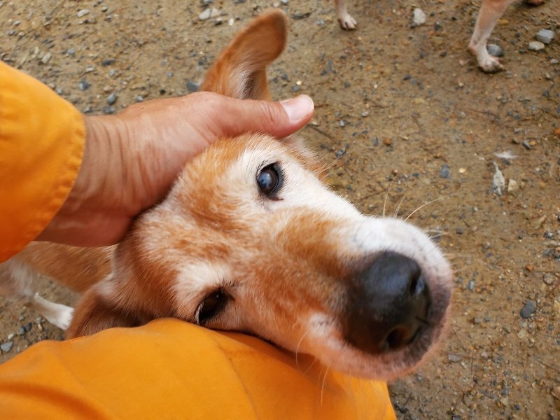 f:id:roukenhome-ann:20191029192314j:plain f:id:roukenhome-ann:20191029192314j:plain