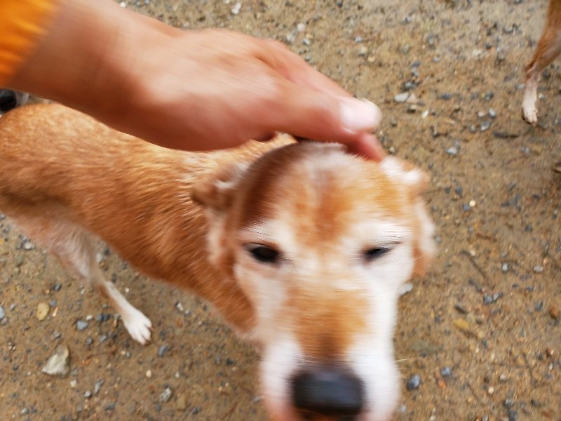 f:id:roukenhome-ann:20191029192328j:plain f:id:roukenhome-ann:20191029192328j:plain