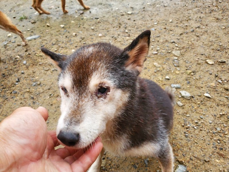 f:id:roukenhome-ann:20191029192436j:plain f:id:roukenhome-ann:20191029192436j:plain
