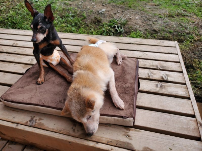 f:id:roukenhome-ann:20191030045226j:plain f:id:roukenhome-ann:20191030045226j:plain