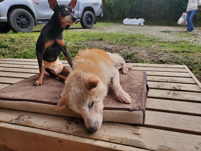 f:id:roukenhome-ann:20191030045244j:plain f:id:roukenhome-ann:20191030045244j:plain