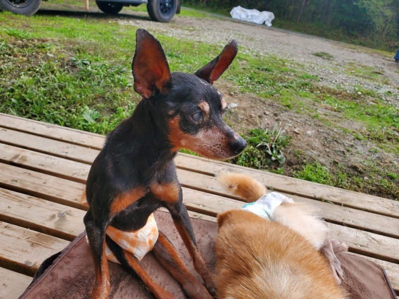 f:id:roukenhome-ann:20191030045315j:plain f:id:roukenhome-ann:20191030045315j:plain