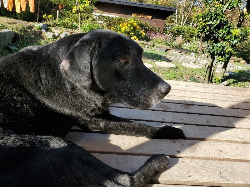 f:id:roukenhome-ann:20191106115144j:plain