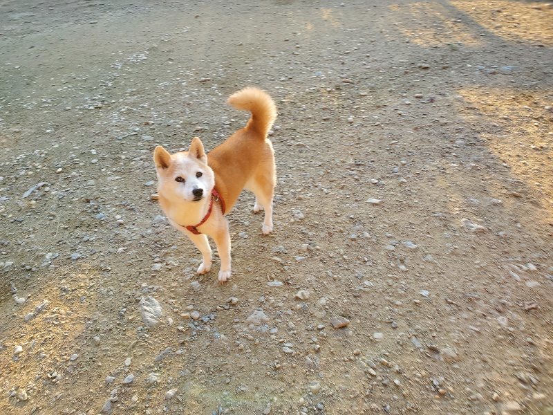 f:id:roukenhome-ann:20191106201000j:plain