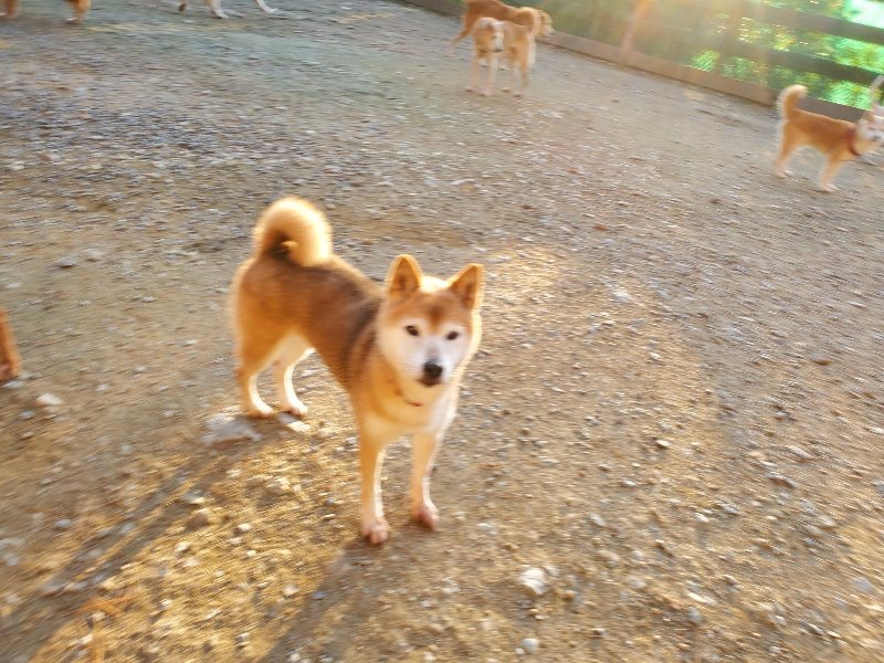 f:id:roukenhome-ann:20191106203611j:plain