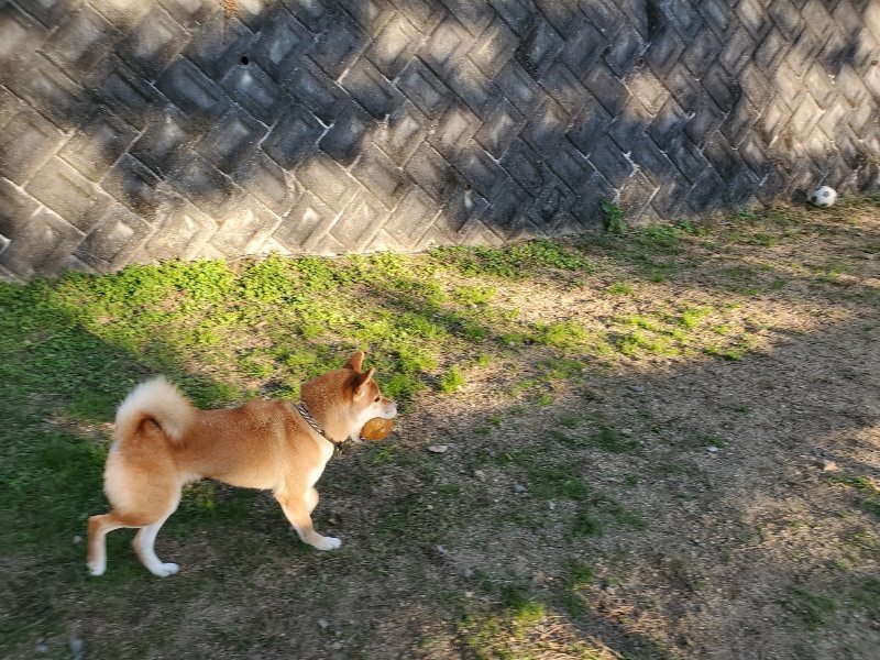 f:id:roukenhome-ann:20191106204550j:plain