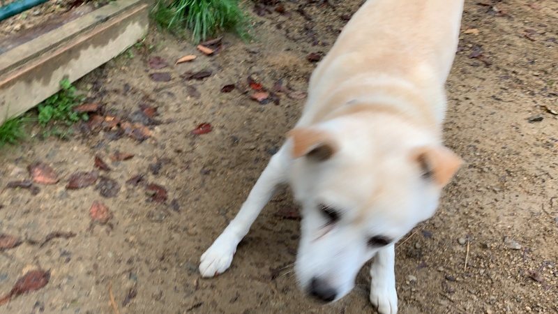 f:id:roukenhome-ann:20191112210754j:plain