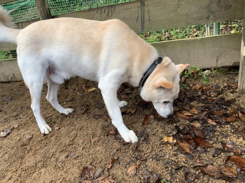 f:id:roukenhome-ann:20191112210902j:plain