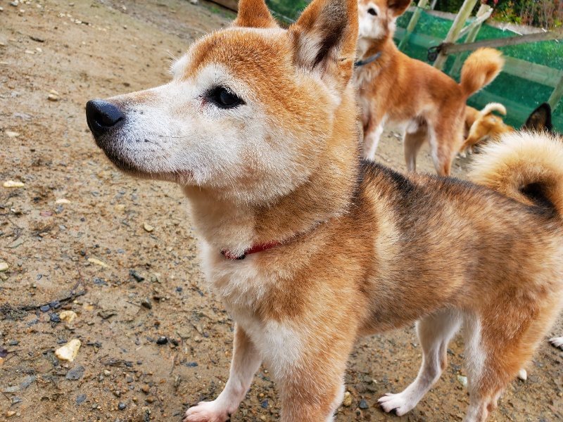 f:id:roukenhome-ann:20191114142437j:plain