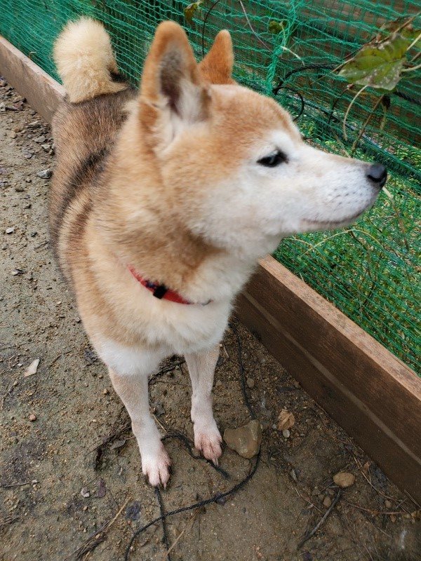 f:id:roukenhome-ann:20191114142550j:plain