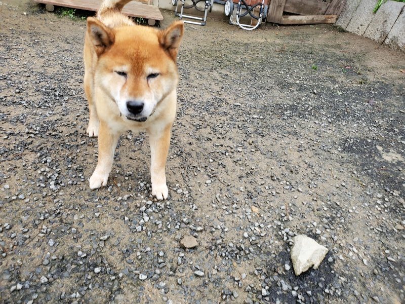 f:id:roukenhome-ann:20191114142830j:plain