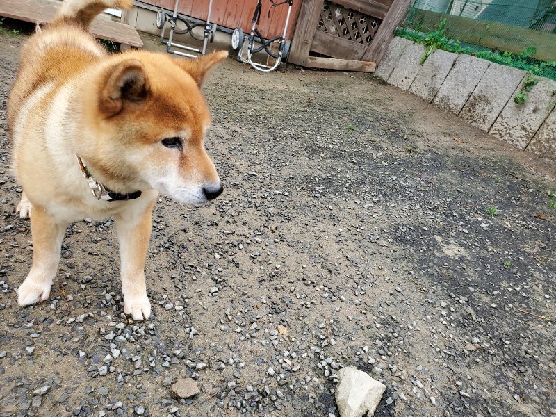 f:id:roukenhome-ann:20191114142855j:plain