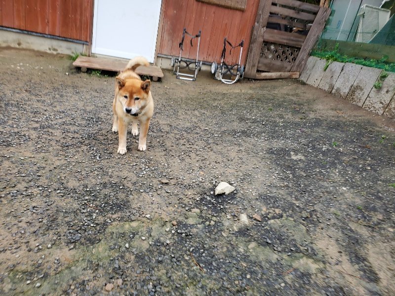 f:id:roukenhome-ann:20191114142927j:plain