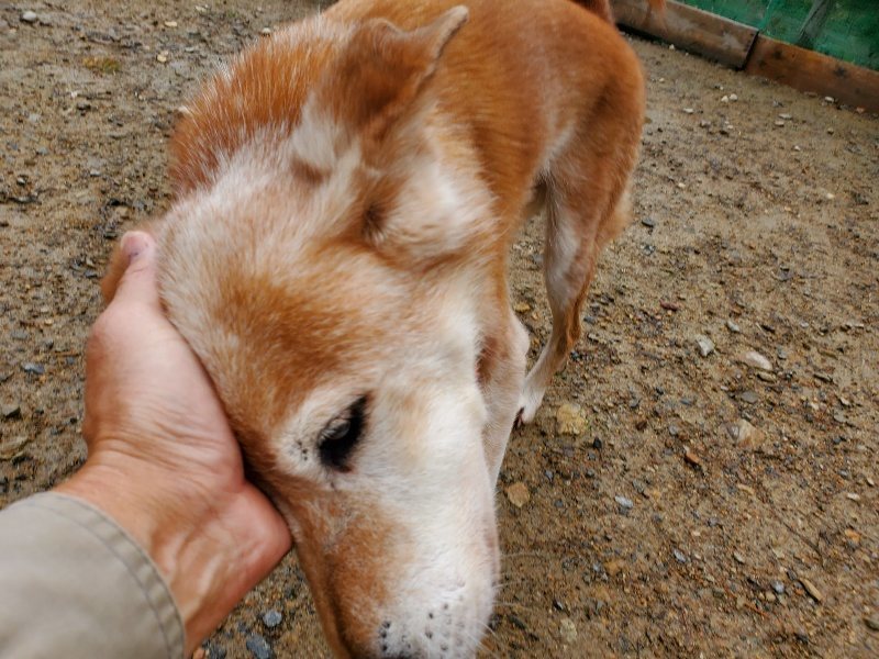 f:id:roukenhome-ann:20191114143405j:plain