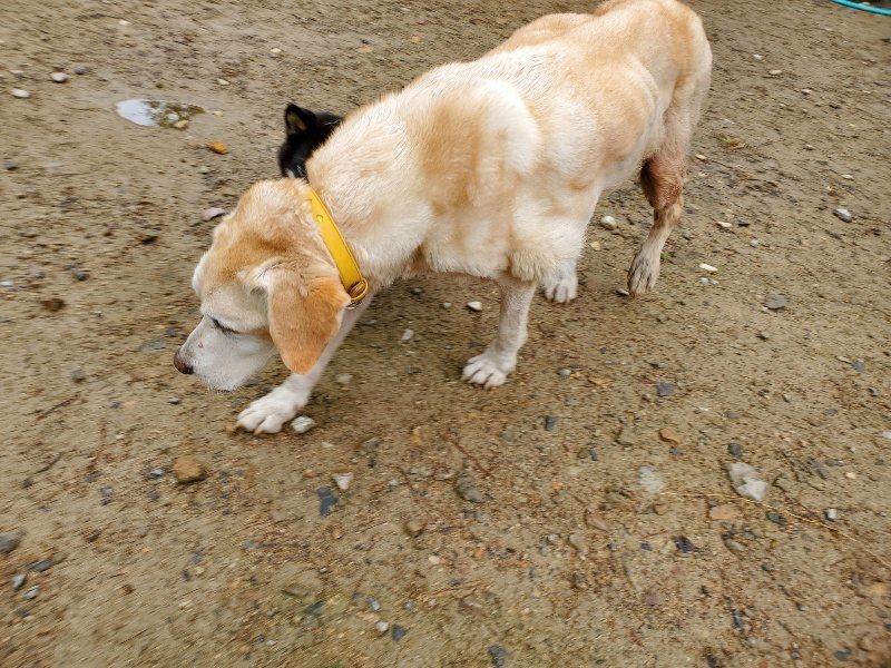 f:id:roukenhome-ann:20191114144144j:plain