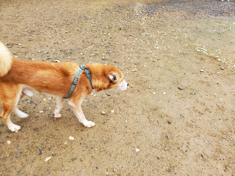 f:id:roukenhome-ann:20191114144259j:plain