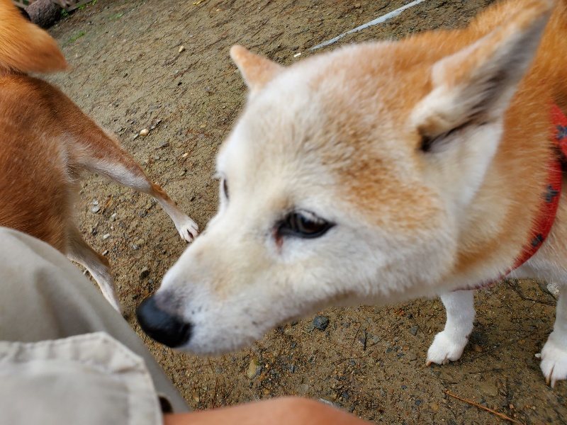f:id:roukenhome-ann:20191114150135j:plain