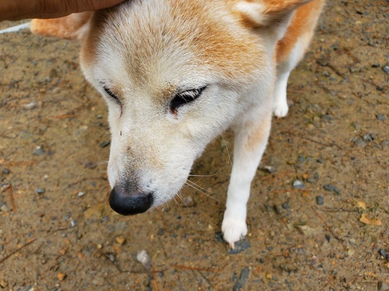 f:id:roukenhome-ann:20191114150233j:plain