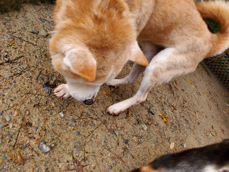 f:id:roukenhome-ann:20191114150443j:plain