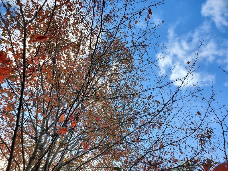 f:id:roukenhome-ann:20191114154304j:plain