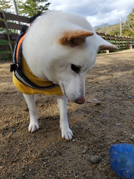 f:id:roukenhome-ann:20191114154345j:plain